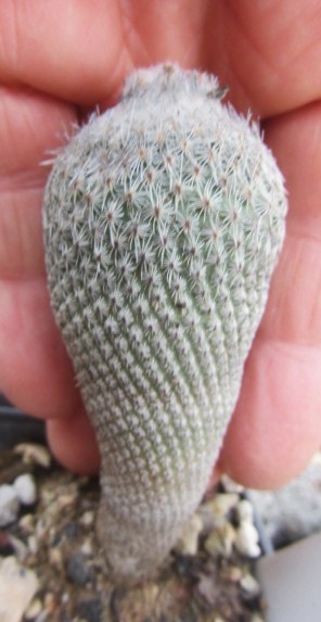 Epithelantha <br>pachyrhiza