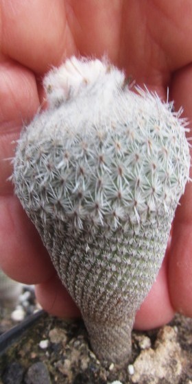 Epithelantha <br>pachyrhiza