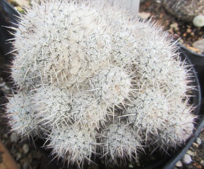 Mammillaria <br>haageana  san-angelensis