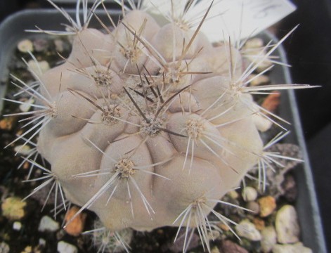 Copiapoa <br>cinerea