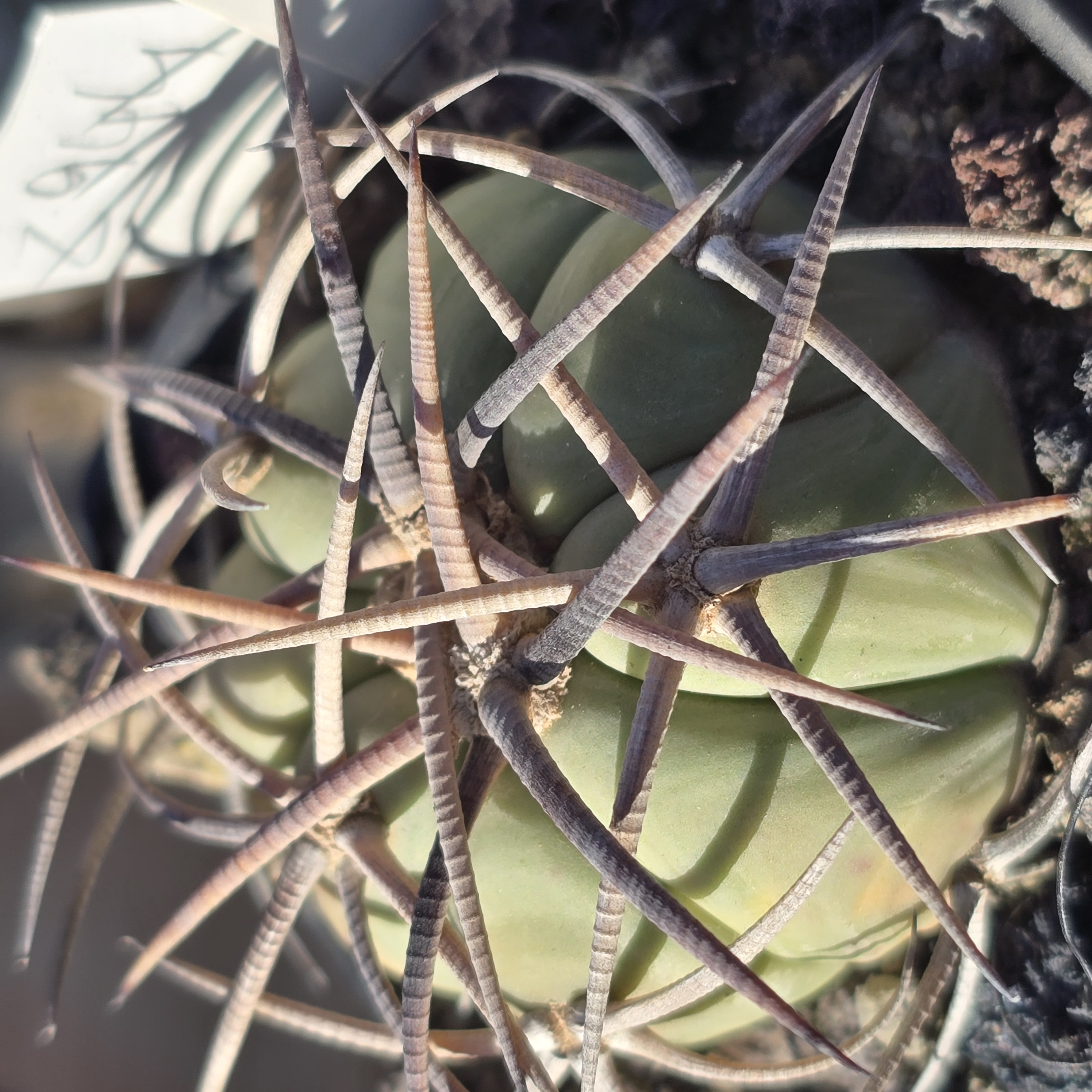 Echinocactus <br>horizonthalonius