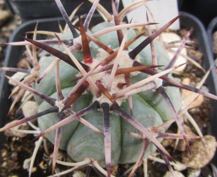 Echinocactus <br>horizonthalonius