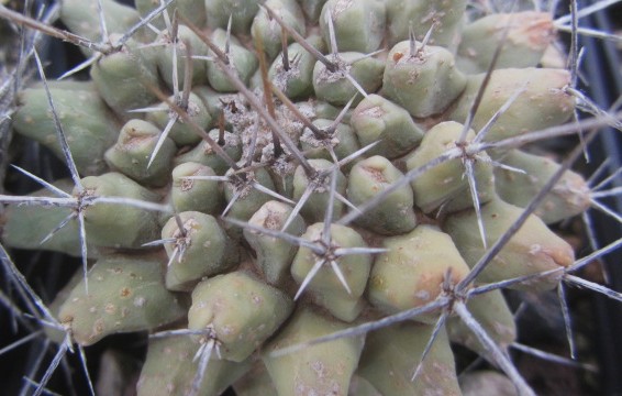 Thelocactus <br>rinconensis  lophothele 