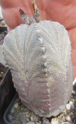 Astrophytum <br>myriostigma cv onzuka columnare