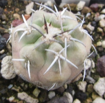 Copiapoa <br>coquimbana vallenarensis