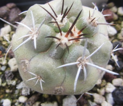 Copiapoa <br>coquimbana vallenarensis