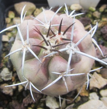 Copiapoa <br>coquimbana vallenarensis