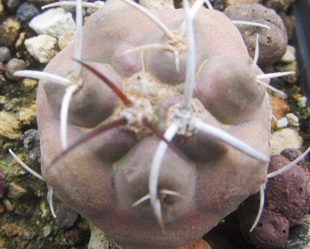 Copiapoa <br>coquimbana vallenarensis