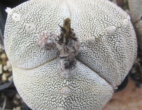 Astrophytum <br>myriostigma onzuka tricostato