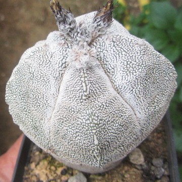 Astrophytum <br>myriostigma cv onzuka tricostato
