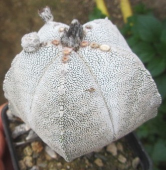 Astrophytum <br>myriostigma cv onzuka 