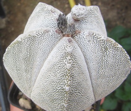 Astrophytum <br>myriostigma cv onzuka
