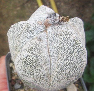 Astrophytum <br>myriostigma cv onzuka