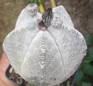 Astrophytum <br>myriostigma cv onzuka