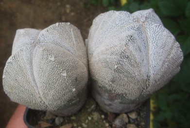 Astrophytum <br>myriostigma cv onzuka