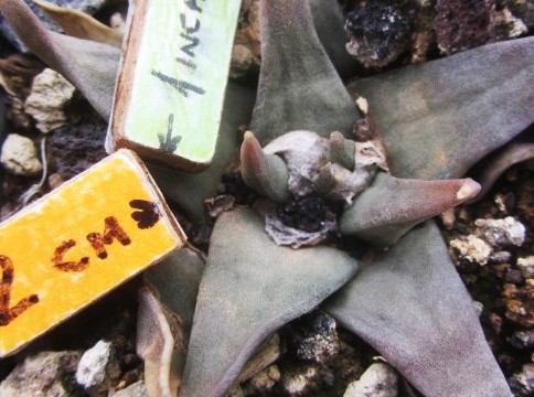 Ariocarpus <br>
