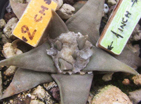 Ariocarpus <br>
