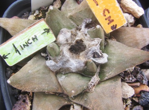 Ariocarpus <br>