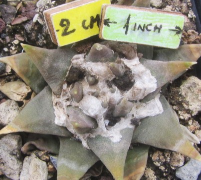 Ariocarpus <br>