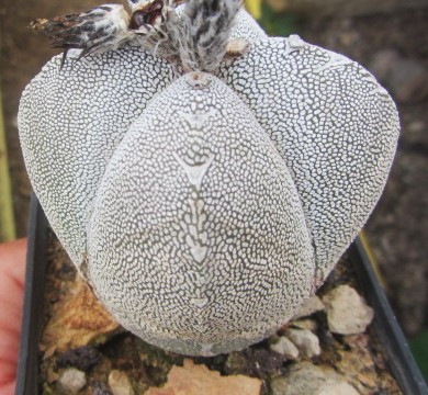 Astrophytum <br>myriostigma cv onzuka columnare