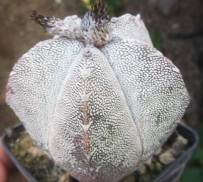 Astrophytum <br>myriostigma cv onzuka columnare