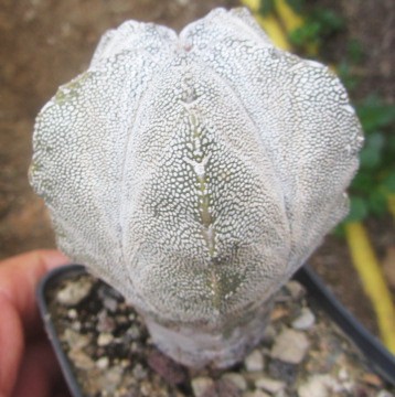 Astrophytum <br>myriostigma cv onzuka columnare