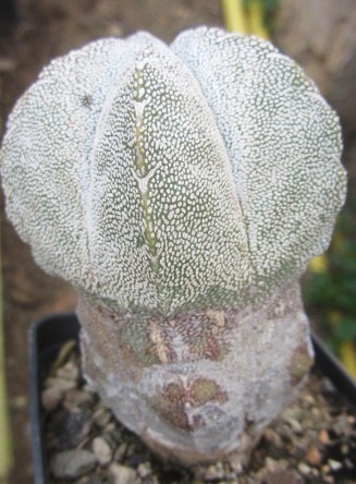 Astrophytum <br>myriostigma cv onzuka columnare