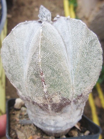 Astrophytum <br>myriostigma cv onzuka columnare