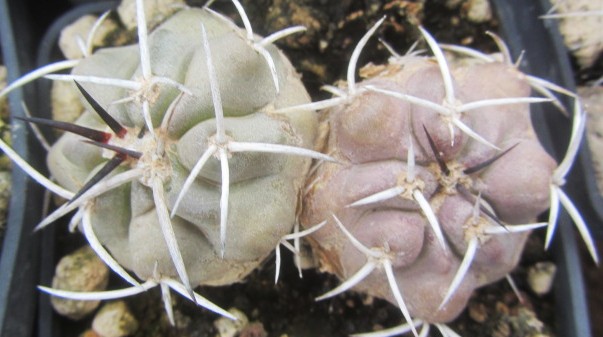 Copiapoa <br>coquimbana vallenarensis