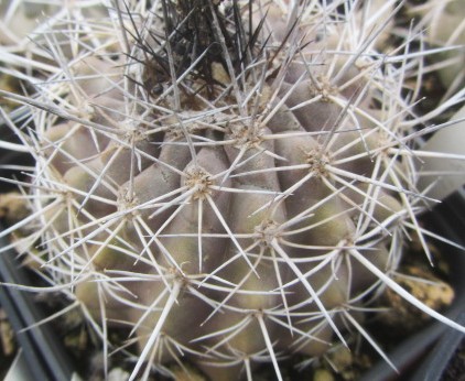 Copiapoa <br>no label