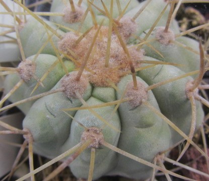 Copiapoa <br>haseltoniana
