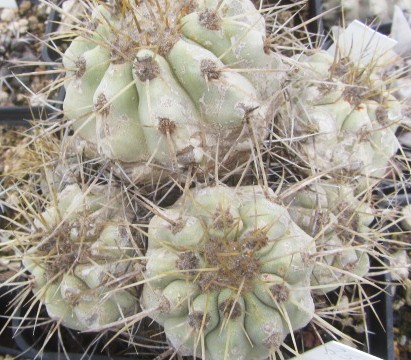 Copiapoa <br>haseltoniana tenebrosa 