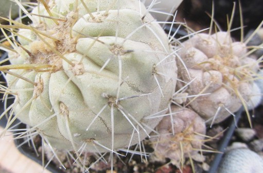 Copiapoa <br>haseltoniana