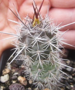 Loxanthocereus <br>splendens