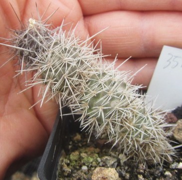 Loxanthocereus <br>splendens