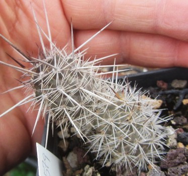 Loxanthocereus <br>splendens