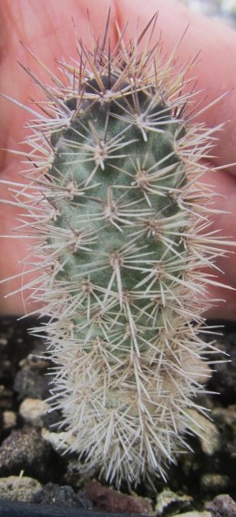 Loxanthocereus <br>splendens