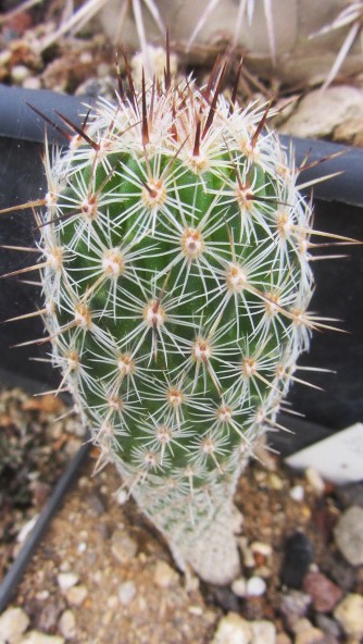 Thelocactus <br>hastifer