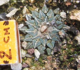 Ariocarpus <br>kotschoubeyanus albiflorus