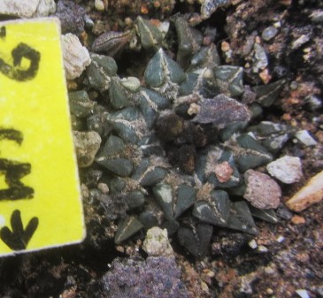 Ariocarpus <br>kotschoubeyanus albiflorus