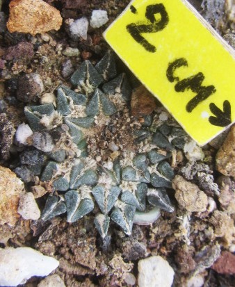 Ariocarpus <br>kotschoubeyanus albiflorus