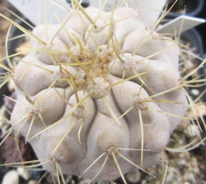 Copiapoa <br>haseltoniana gigantea