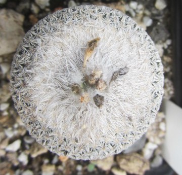Epithelantha <br>bokei