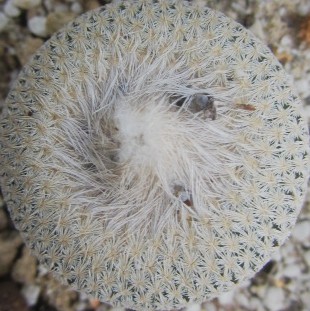 Epithelantha <br>bokei