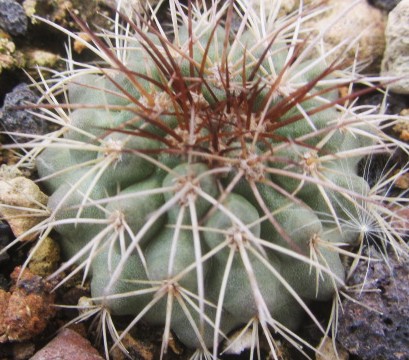 Copiapoa <br>rupestris