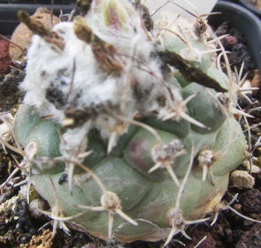 Turbinicarpus <br>lophophoroides