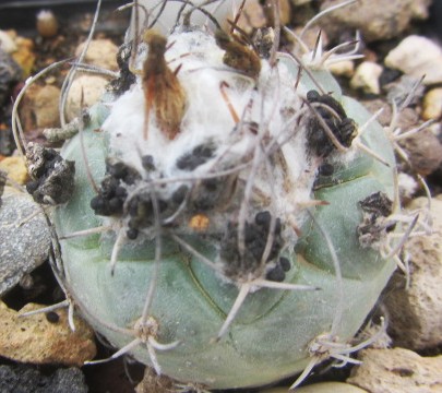Turbinicarpus <br>lophophoroides