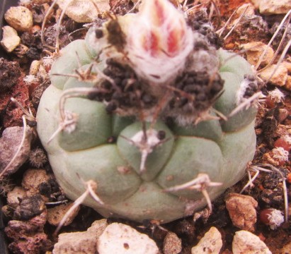 Turbinicarpus <br>lophophoroides
