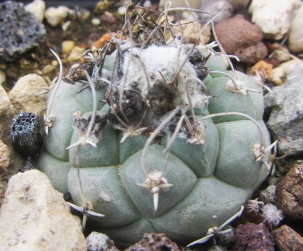 Turbinicarpus <br>lophophoroides