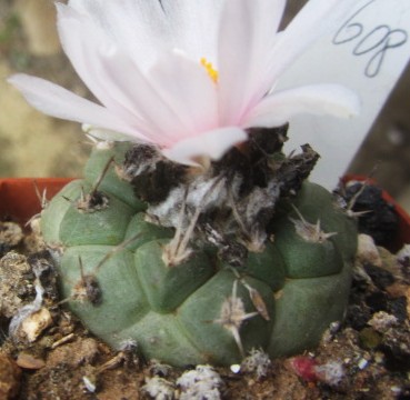 Turbinicarpus <br>lophophoroides